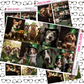 Lucky Dogs Photo Planner Stickers Just Boxes