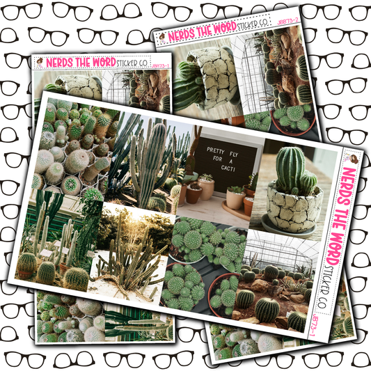 Cacti Just Boxes with Kit Option