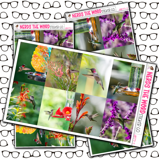 Hummingbird Just Boxes with Kit Option