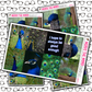 Peacock Just Boxes with Kit Option