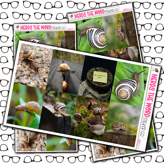 Snails Just Boxes with Kit Option