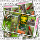 Bird Watching Just Boxes with Kit Option