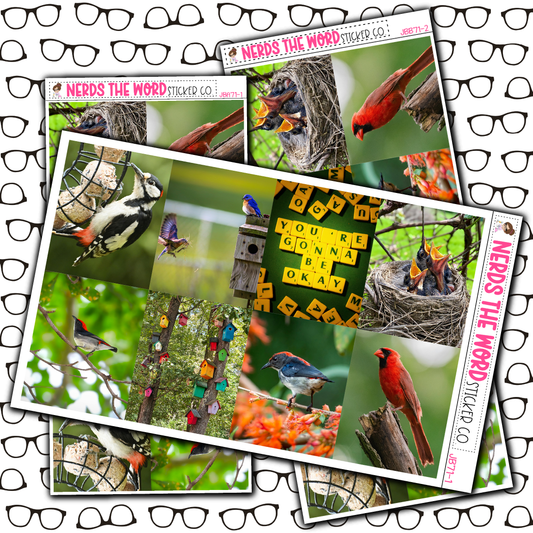 Bird Watching Just Boxes with Kit Option