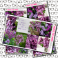 Lilac Just Boxes with Kit Option