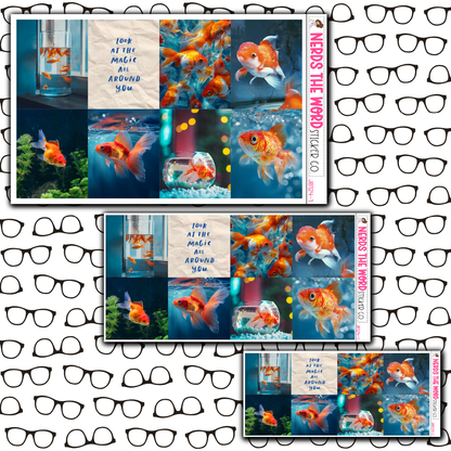 Goldfish Just Boxes with Kit Option