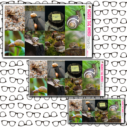 Snails Just Boxes with Kit Option