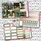 Cacti Just Boxes with Kit Option